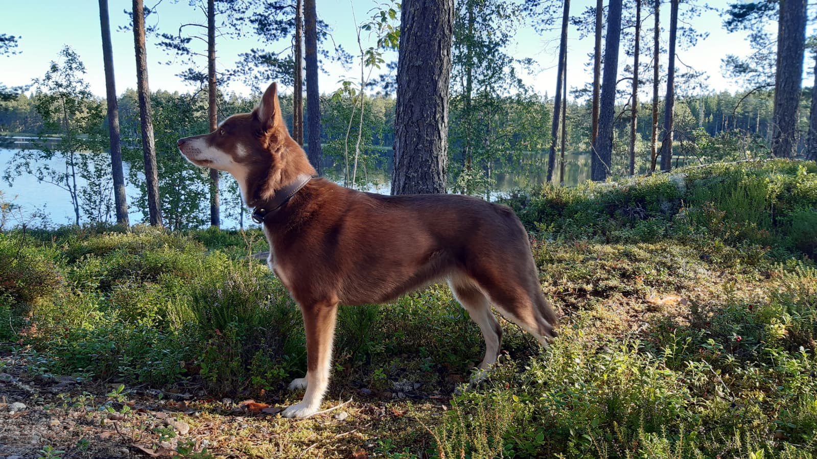 Mintline's Friend Bear "Nila" (c) Sanna Tihinen
