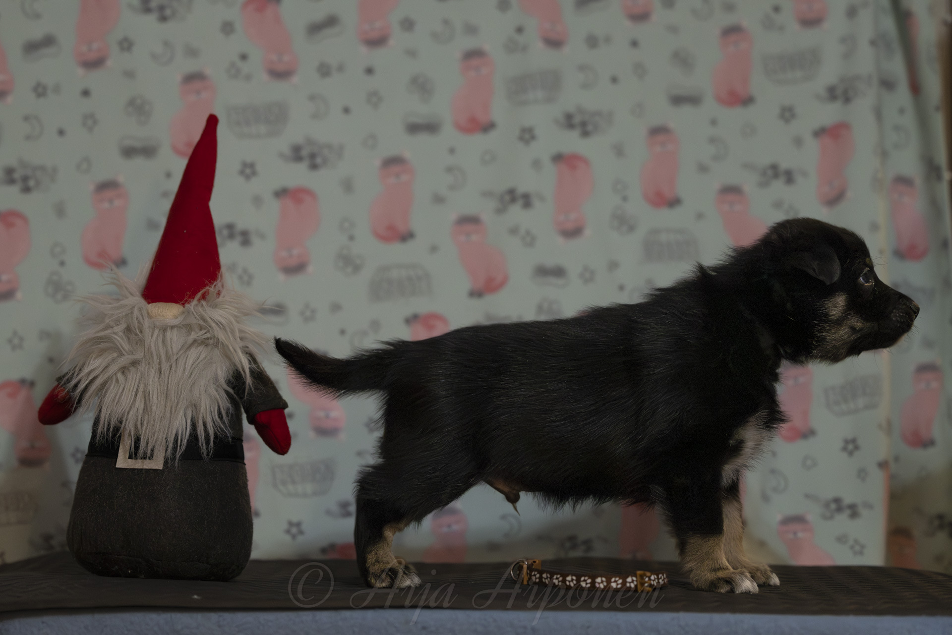 Mintline's Mr Tumnus The Faun "Tuhnu" (c) Arja Arponen