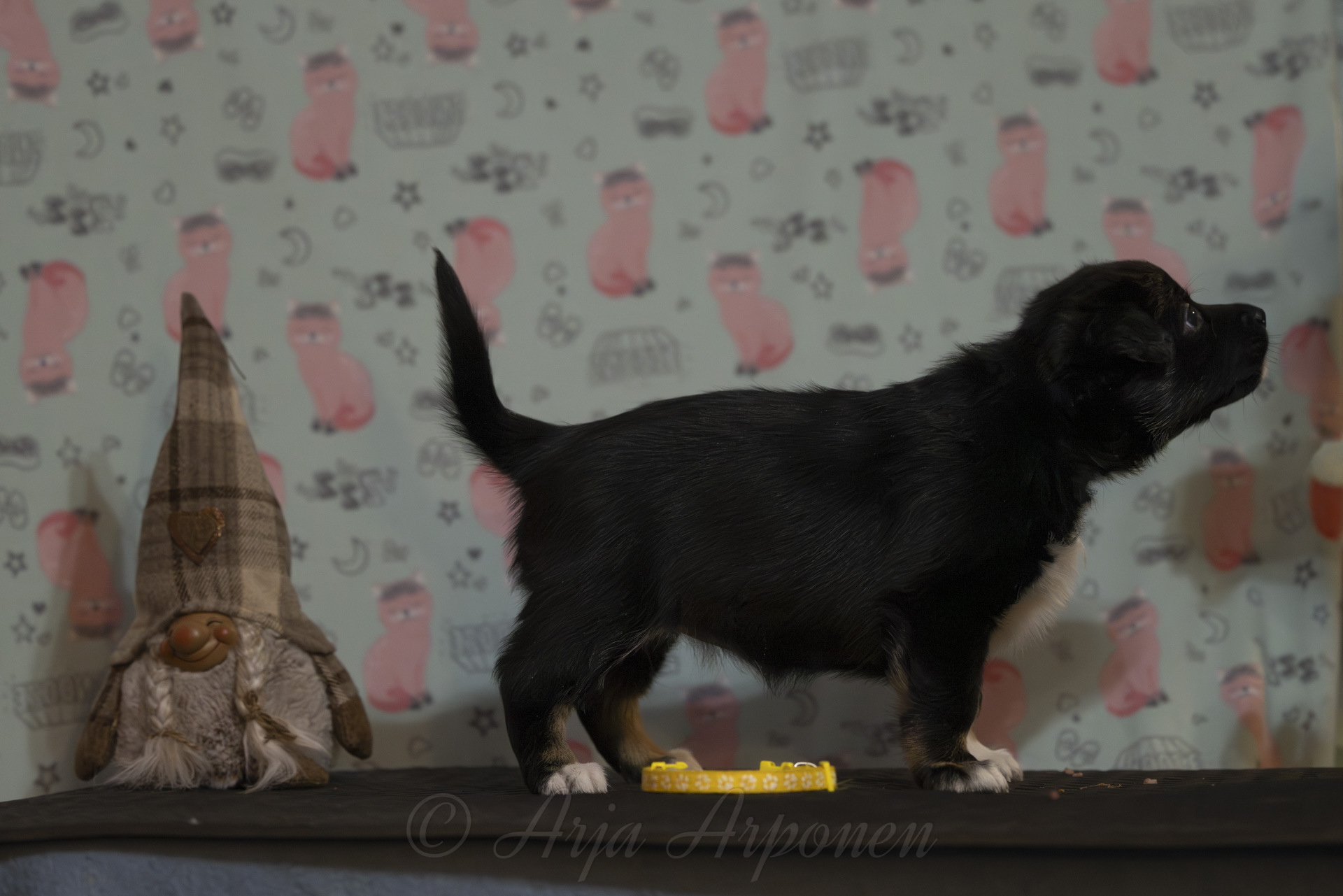 Mintline's Swanwhite The Queen "Aura" (c) Arja Arponen