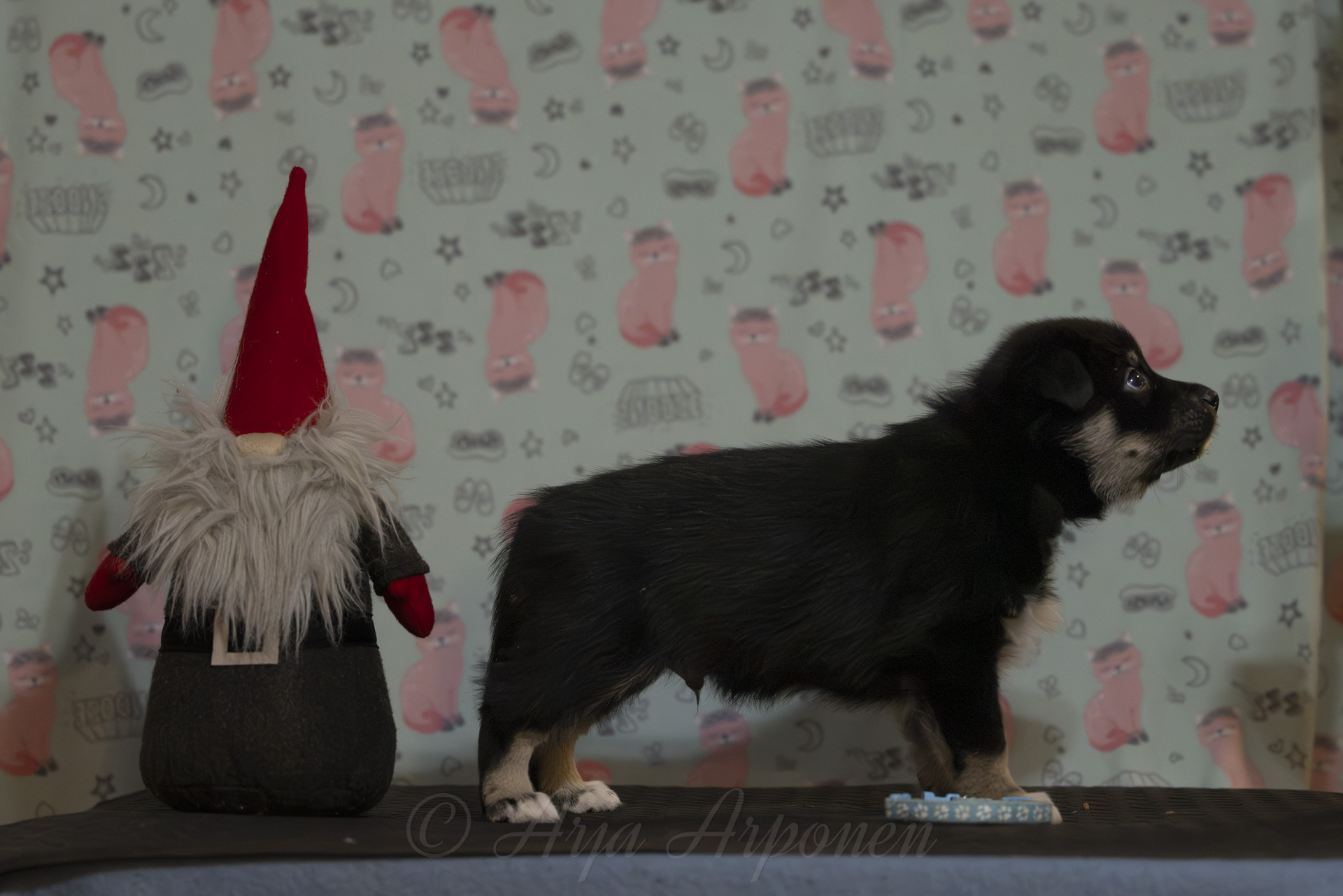 Mintline's Glenstorm The General "Rokka" (c) Arja Arponen