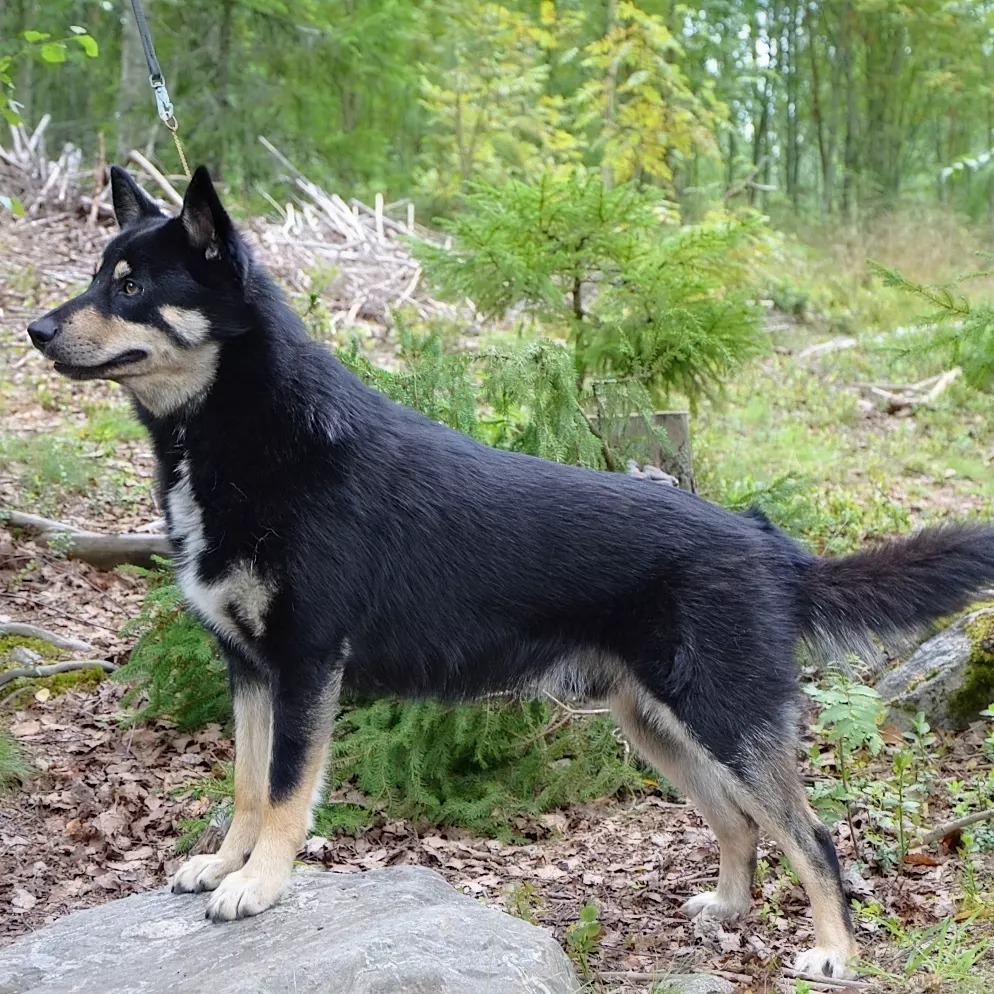 FI MVA Tinttaraisen Hiiden Virna (c) Johanna Lahtinen