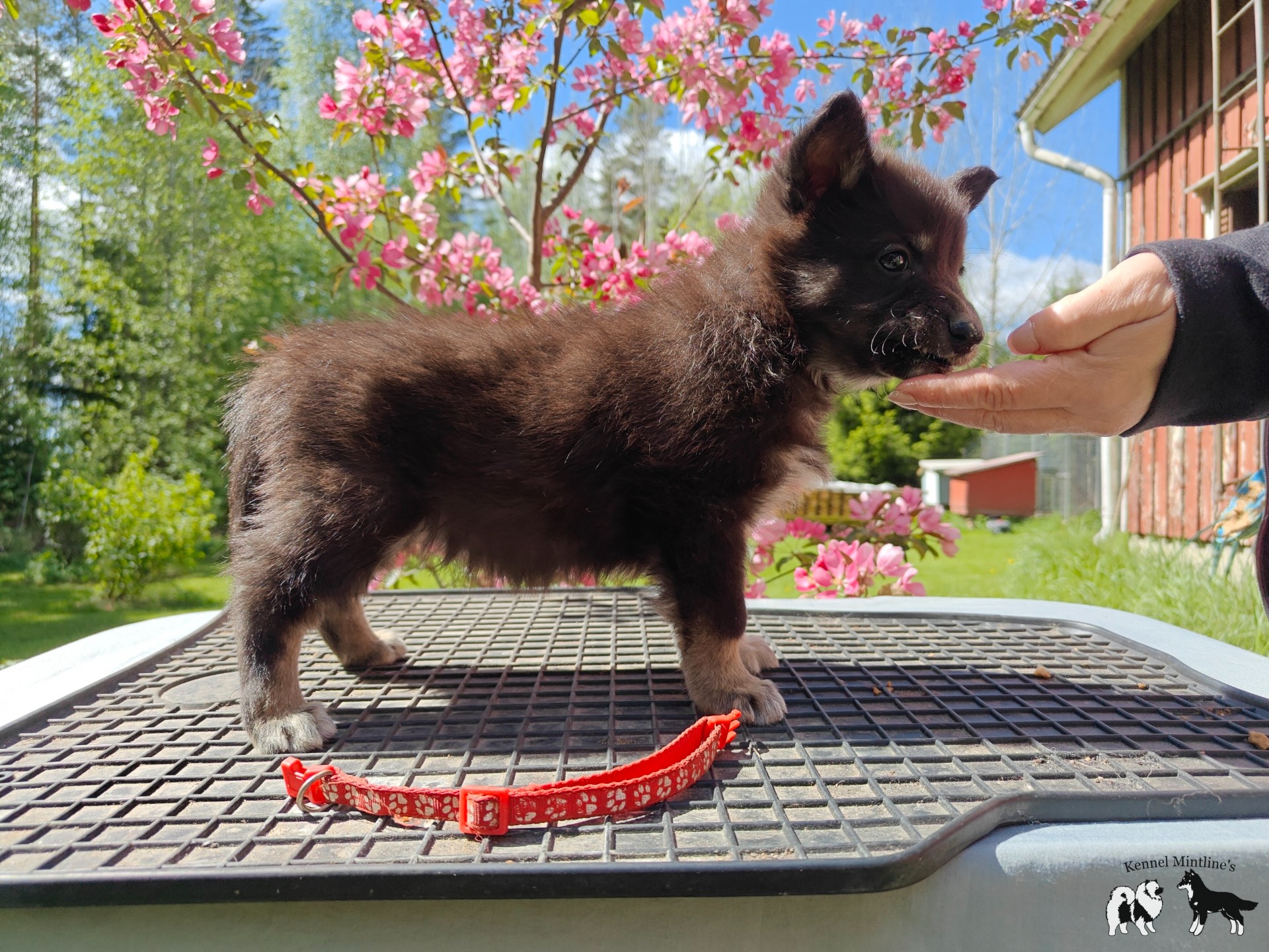 Mintline's April Willow Lilla My "Myy"