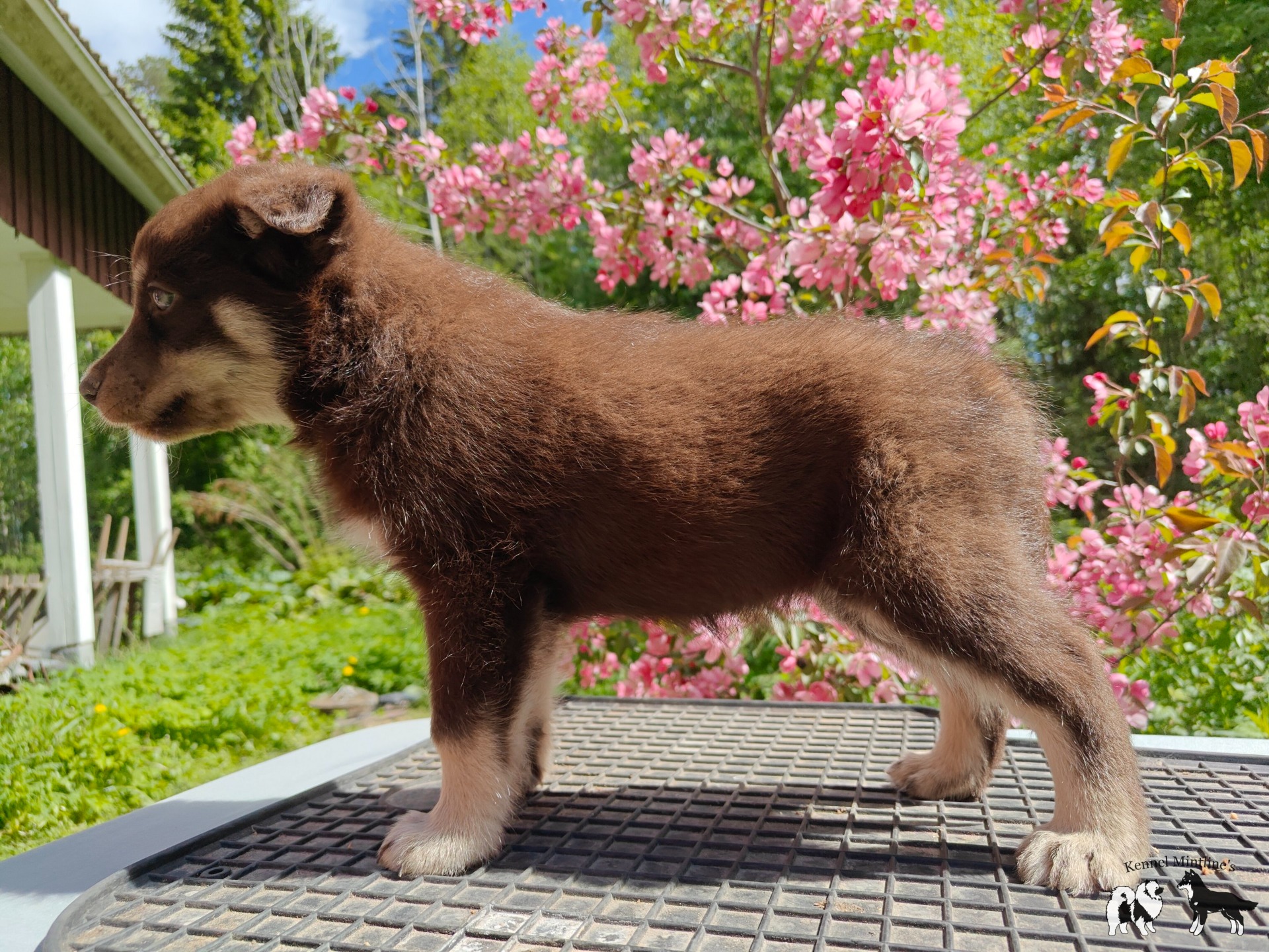 Mintline's April Calf "Lyyli"