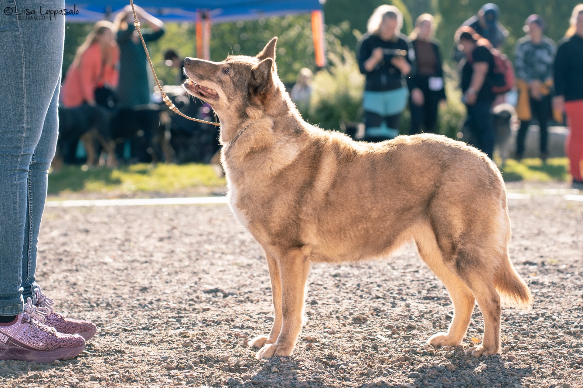 Mintline's Lucky Toffifee "Oona" (c) Liisa Leppäsalo