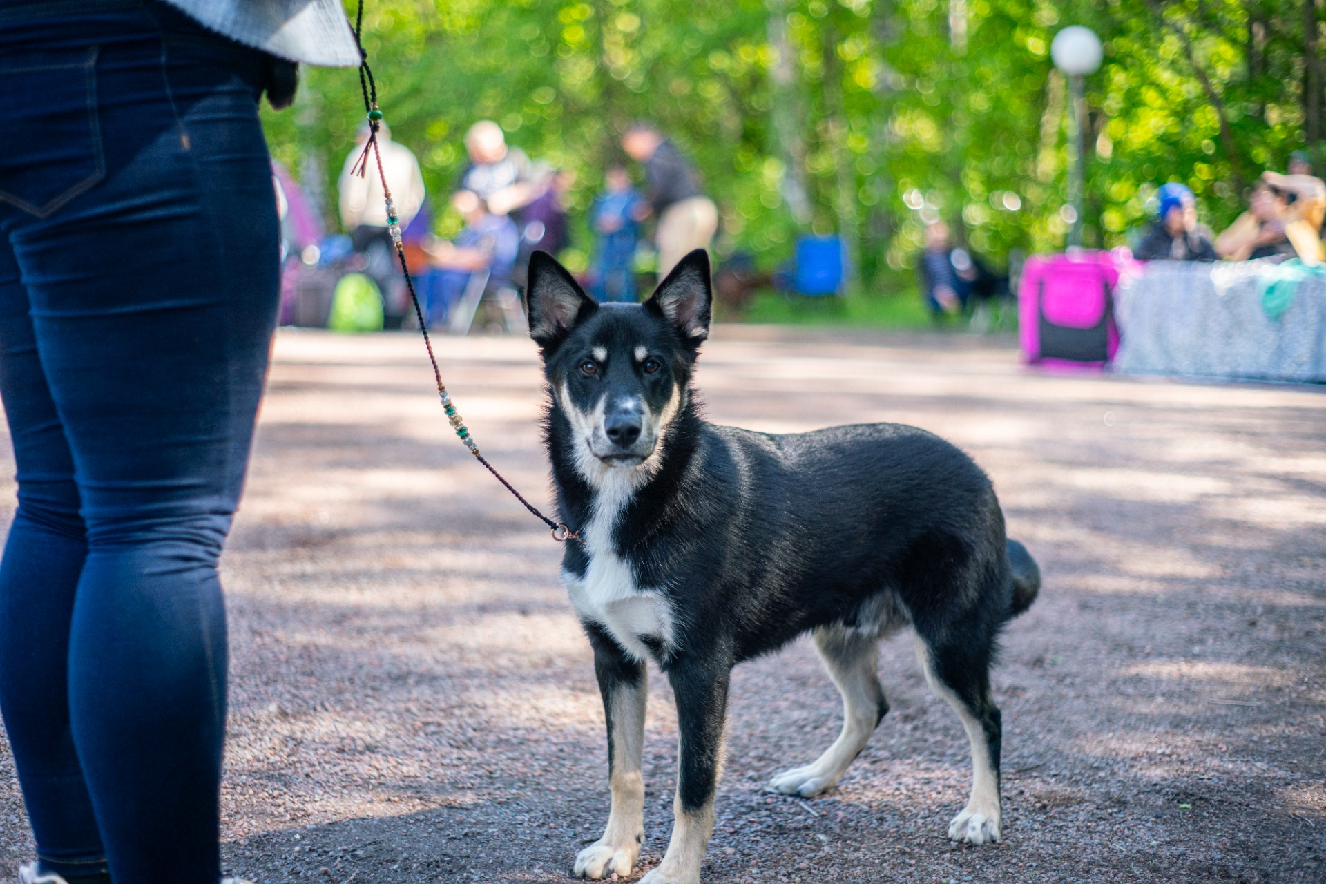 Mintline's Glenstorm The General "Rokka" (c) Kaisa Heikkinen